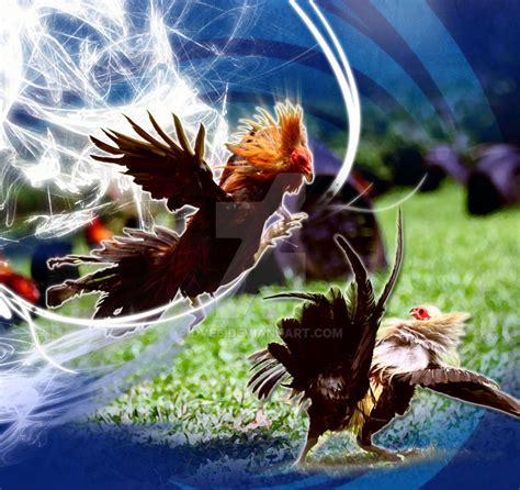 sabong wallpaper|sabong wallpaper hd download .